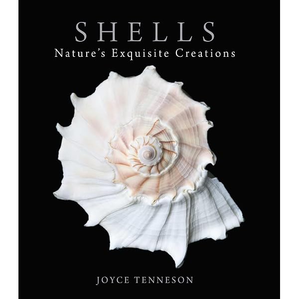 Amazon | Shells | Starosta, Paul, Senders, Jacques, Starosta, Paul